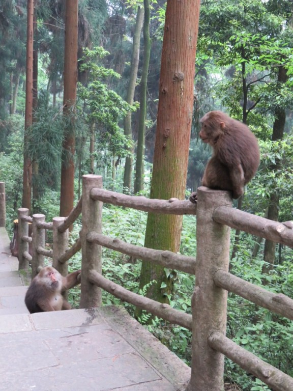 Mont Emei, le jeune et le vieux