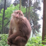 Mont Emei, pose de star