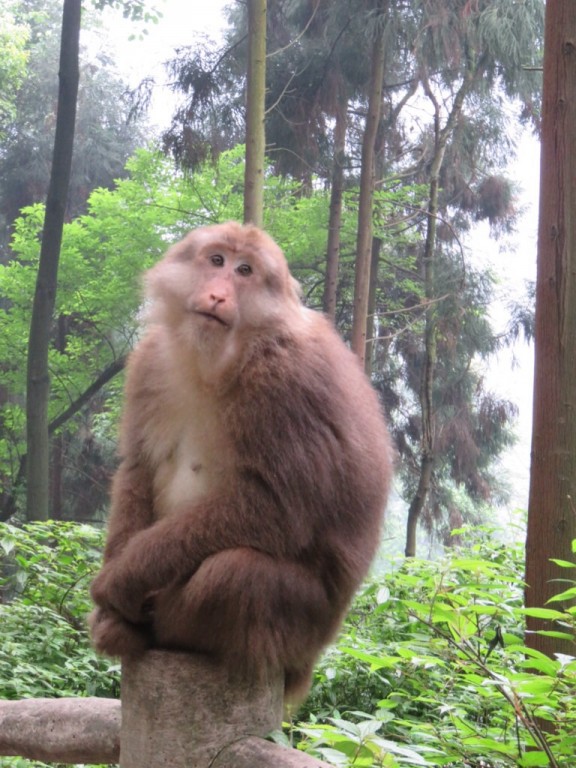 Mont Emei, pose de star