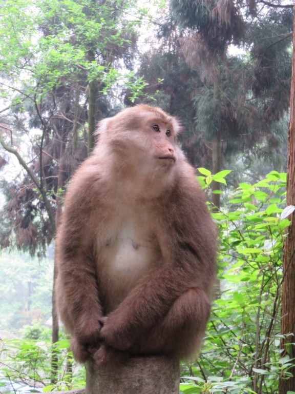 Mont Emei, singe