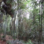 Mont Emei, forêt