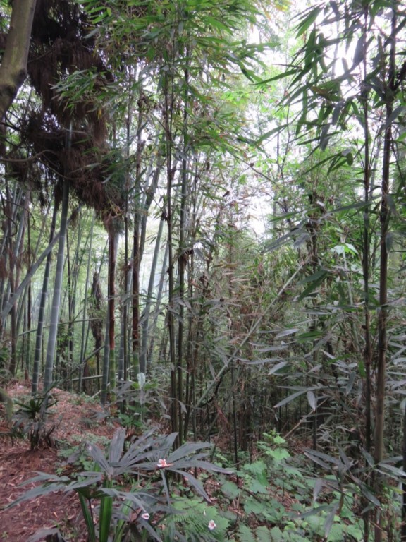 Mont Emei, forêt