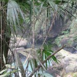 Mont Emei, forêt