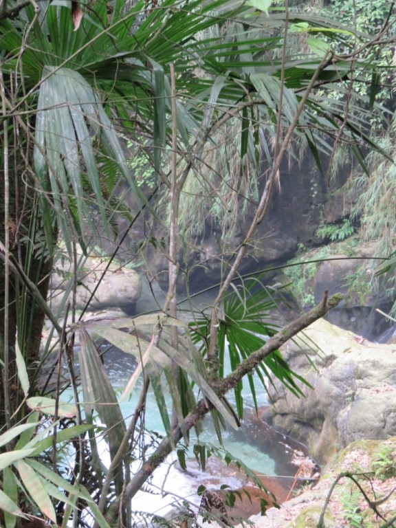 Mont Emei, forêt