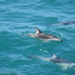 Kaikoura et ses dauphins