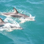 kaikoura et ses dauphins