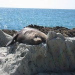 kaikoura, une otarie à fourrure