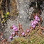 kangaroo Island - Encore des fleurs