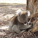 kangaroo Island - Vieux koala, 15 ans