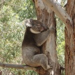 kangaroo Island - Il peut encore grimper mais pas haut