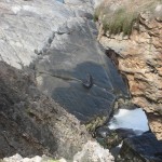 kangaroo Island - Lion de mer sur rocher