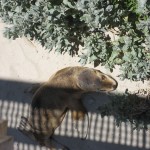 kangaroo Island - Petit lion de mer