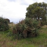 kangaroo Island - Penneshaw, plante