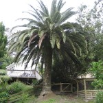 Napier - Un magnifique arbre