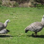 Nature World - Cape Barren Goose