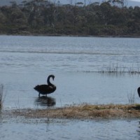 Nature World - Cygnes noirs et Pélican