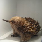 Nature World - Echidnas