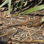 Nature World - Faisan