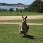 Nature World - Kangourou et son petit