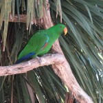 Nature World - Perroquet vert
