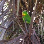 Nature World - Perroquet Red Winged