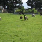 Oamaru et ses moutons