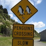 Oamaru - Attention passage de pengouins