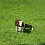 Oamaru - Une vache et son petit
