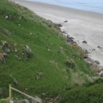 Péninsule Otago - Les manchots à oeil jaune grimpant la colline