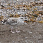 Une jeune mouette sur la plage de Percé