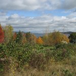 Vue d'arbres de toutes les couleurs