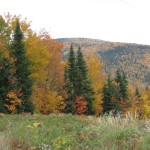 Forêt Pointe-à-La-Garde