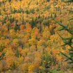 Forêt de toutes les couleurs