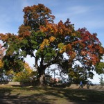 Arbre paré des ses couleurs d'automne