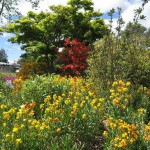 Rotorua - Fleurs du parc Kuirau