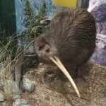 Rotorua - Kiwi du parc Rainbow Spring