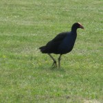 Rotorua - Oiseau Pukeko du parc Kuirau