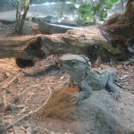 Rotorua - Tuatara du parc Rainbow Spring