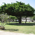 Arbre dans la vieille ville de Sukhothai